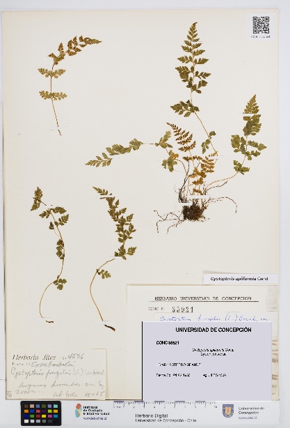 Cystopteris apiiformis [Espécimen: UDEC:CONC:0035921]