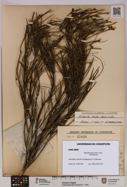 Retanilla stricta [Espécimen: UDEC:CONC:0035938]