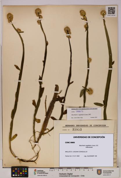 Baccharis sagittalis [Espécimen: UDEC:CONC:0035953]