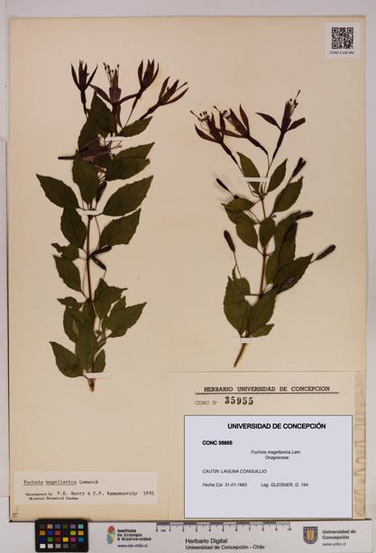 Fuchsia magellanica [Espécimen: UDEC:CONC:0035955]