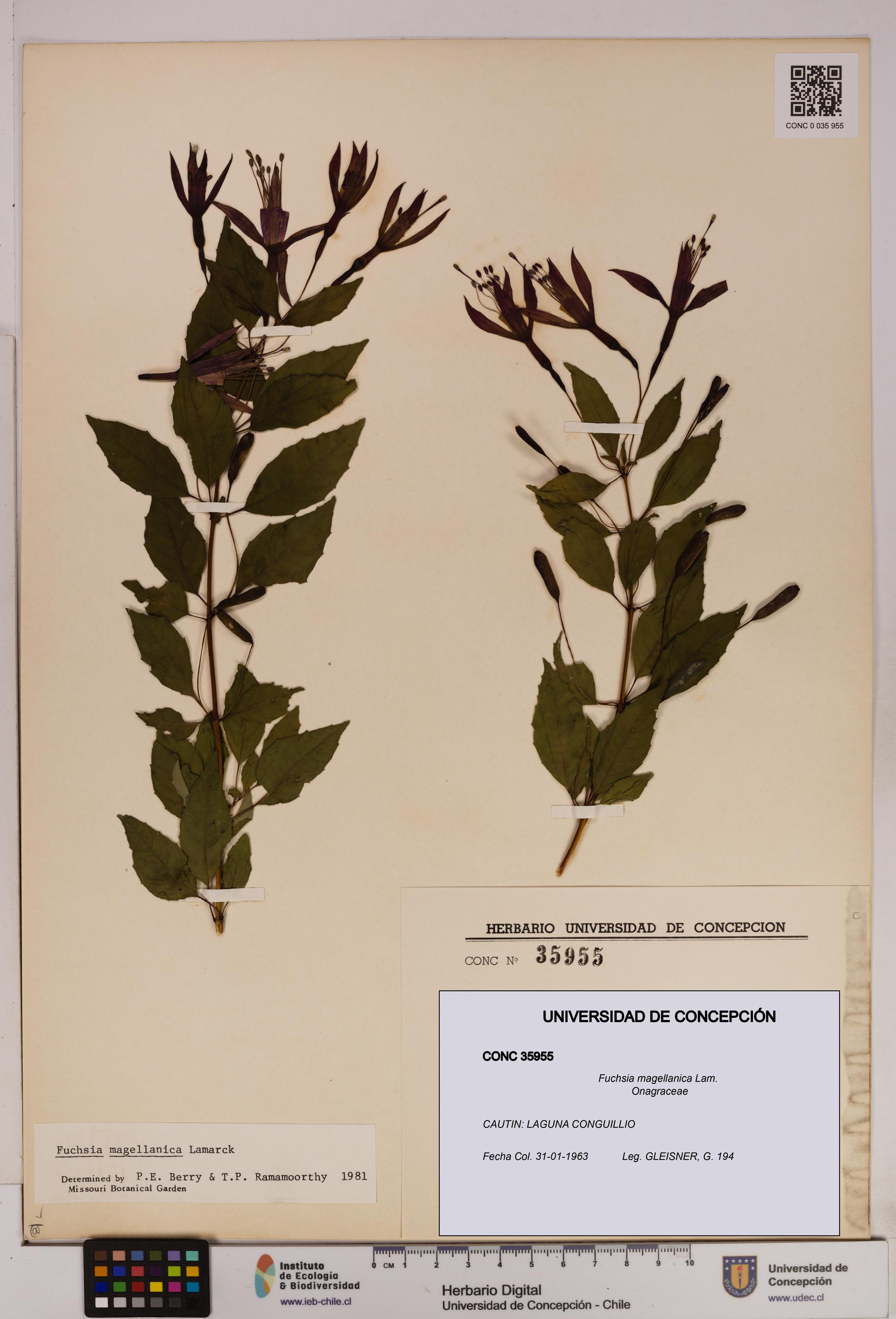 Fuchsia magellanica [Espécimen: UDEC:CONC:0035955]
