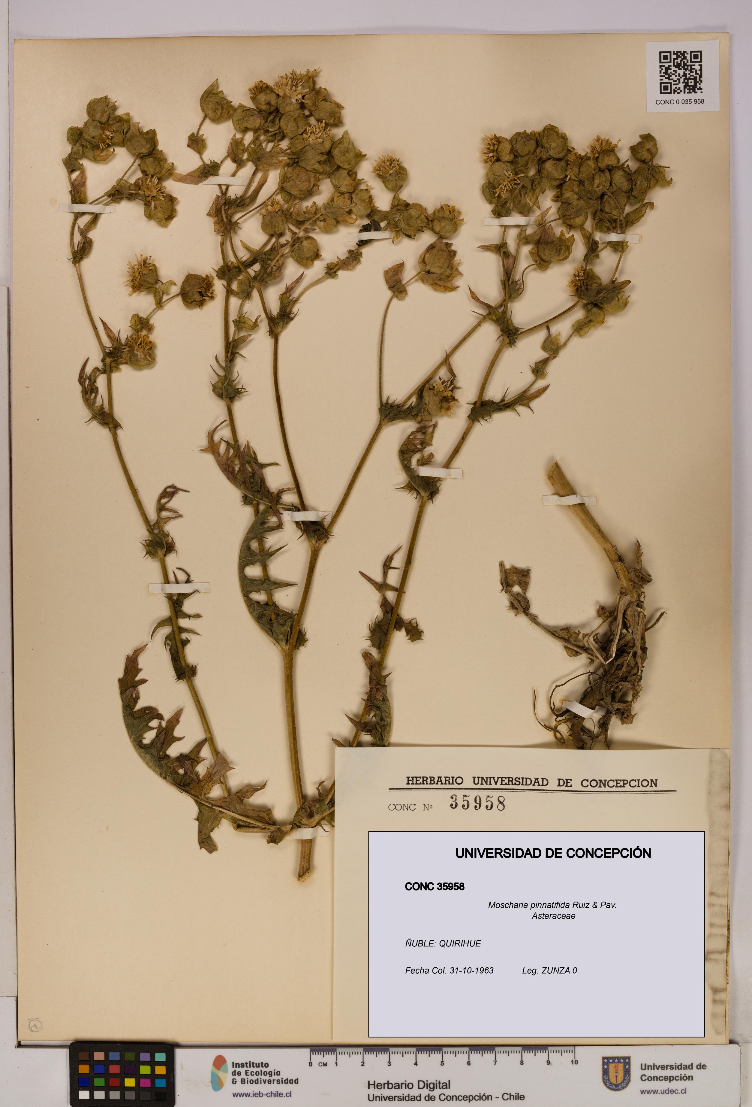 Moscharia pinnatifida [Espécimen: UDEC:CONC:0035958]