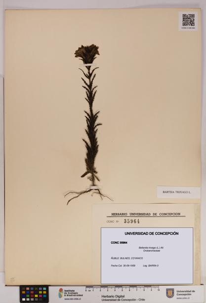 Bellardia trixago [Espécimen: UDEC:CONC:0035964]