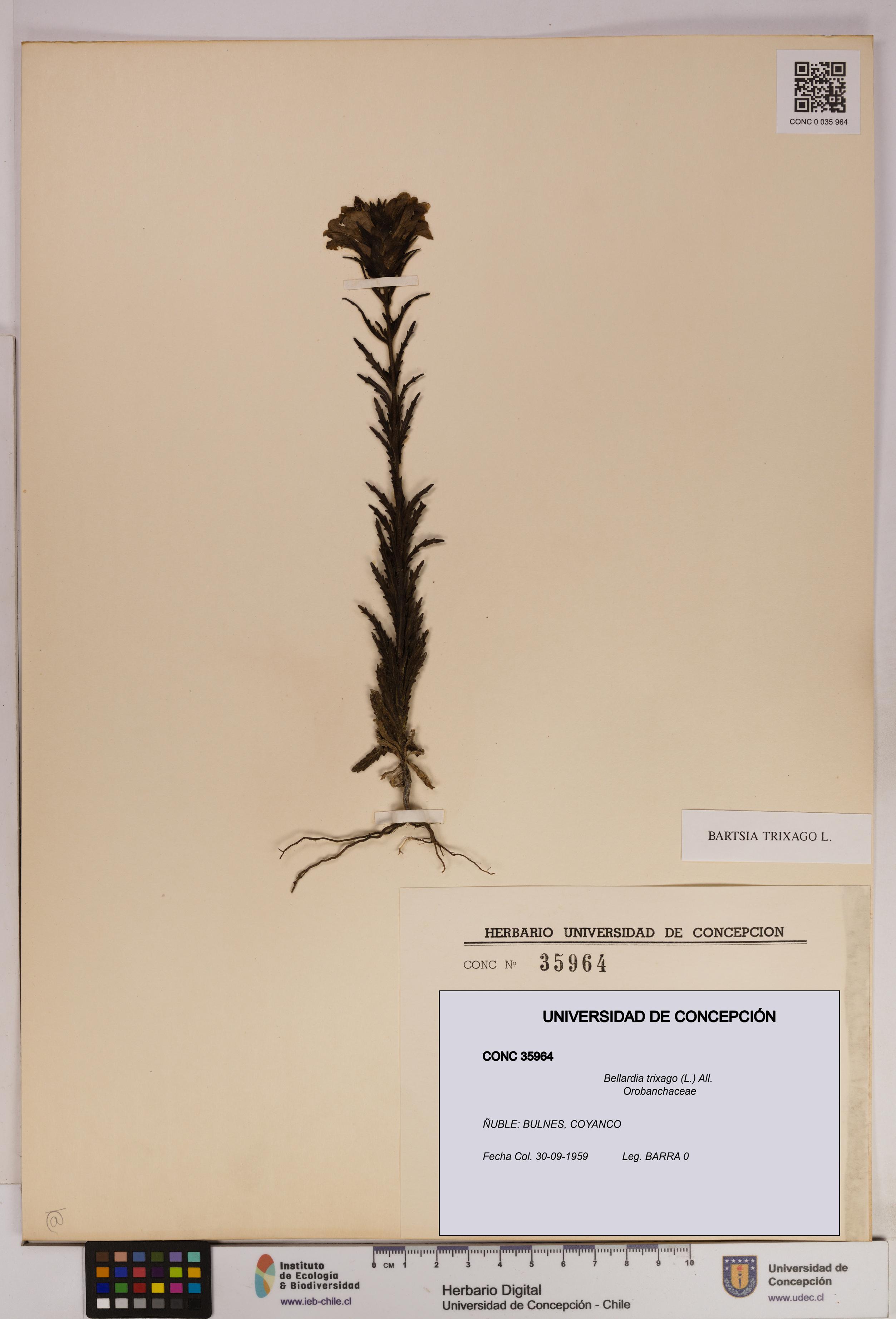 Bellardia trixago [Espécimen: UDEC:CONC:0035964]