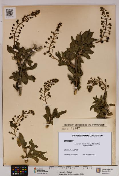 Anisomeria littoralis [Espécimen: UDEC:CONC:0035967]