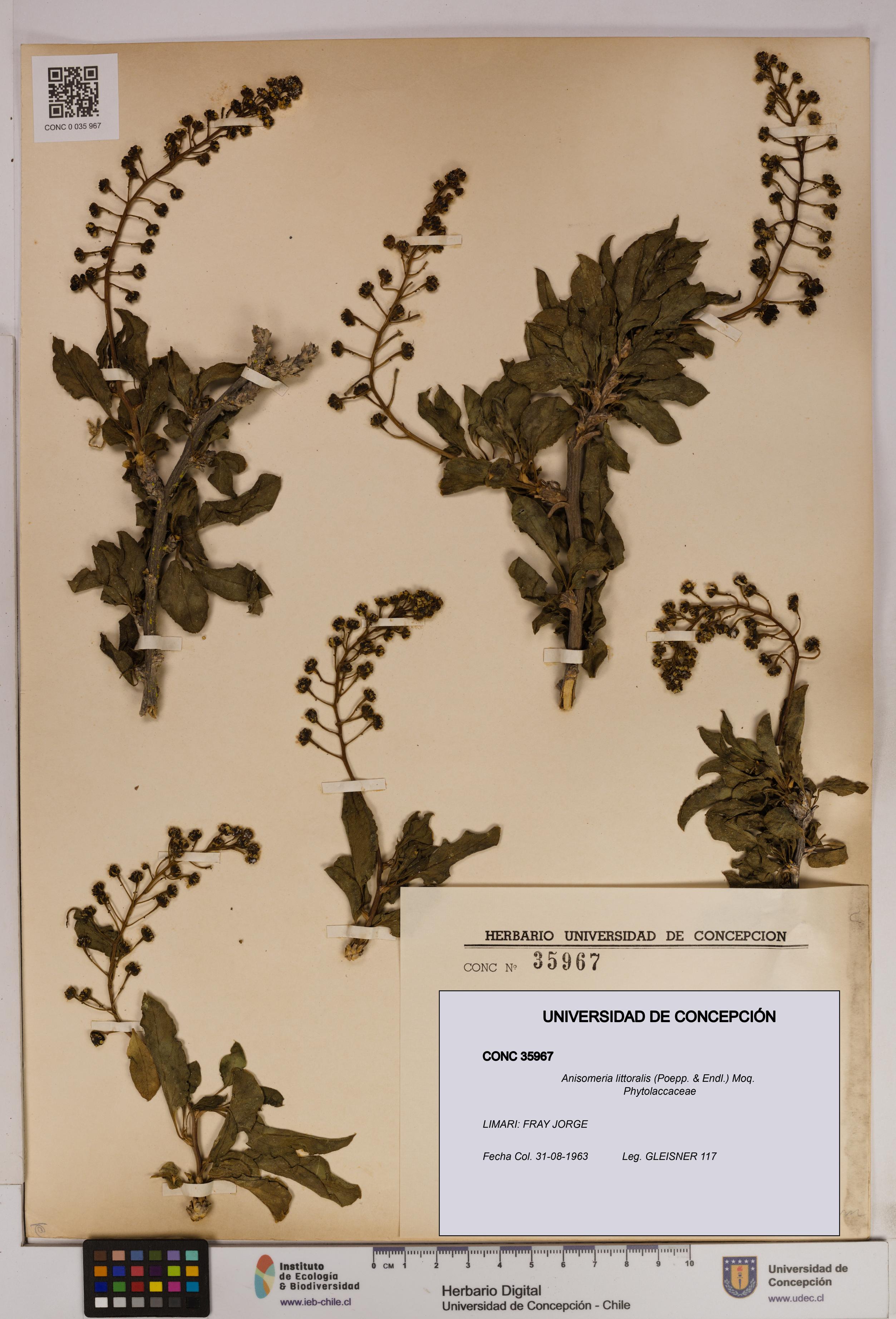 Anisomeria littoralis [Espécimen: UDEC:CONC:0035967]