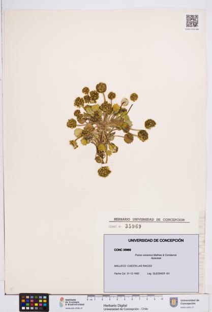 Pozoa volcanica [Espécimen: ]