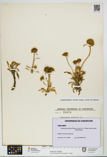 Gamocarpha alpina subsp. alpina [Espécimen: UDEC:CONC:0035970]