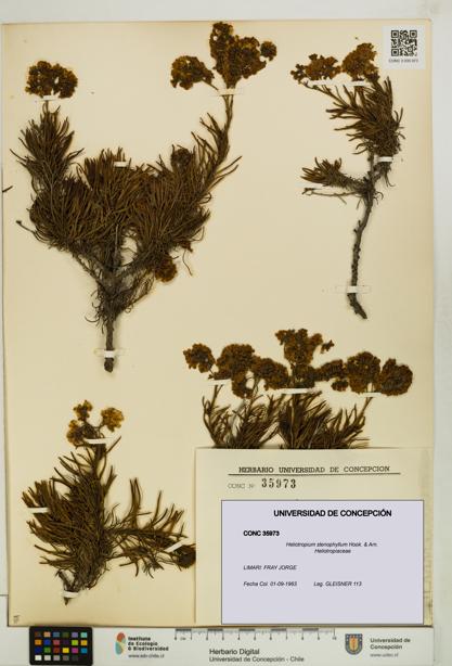 Heliotropium stenophyllum [Espécimen: UDEC:CONC:0035973]