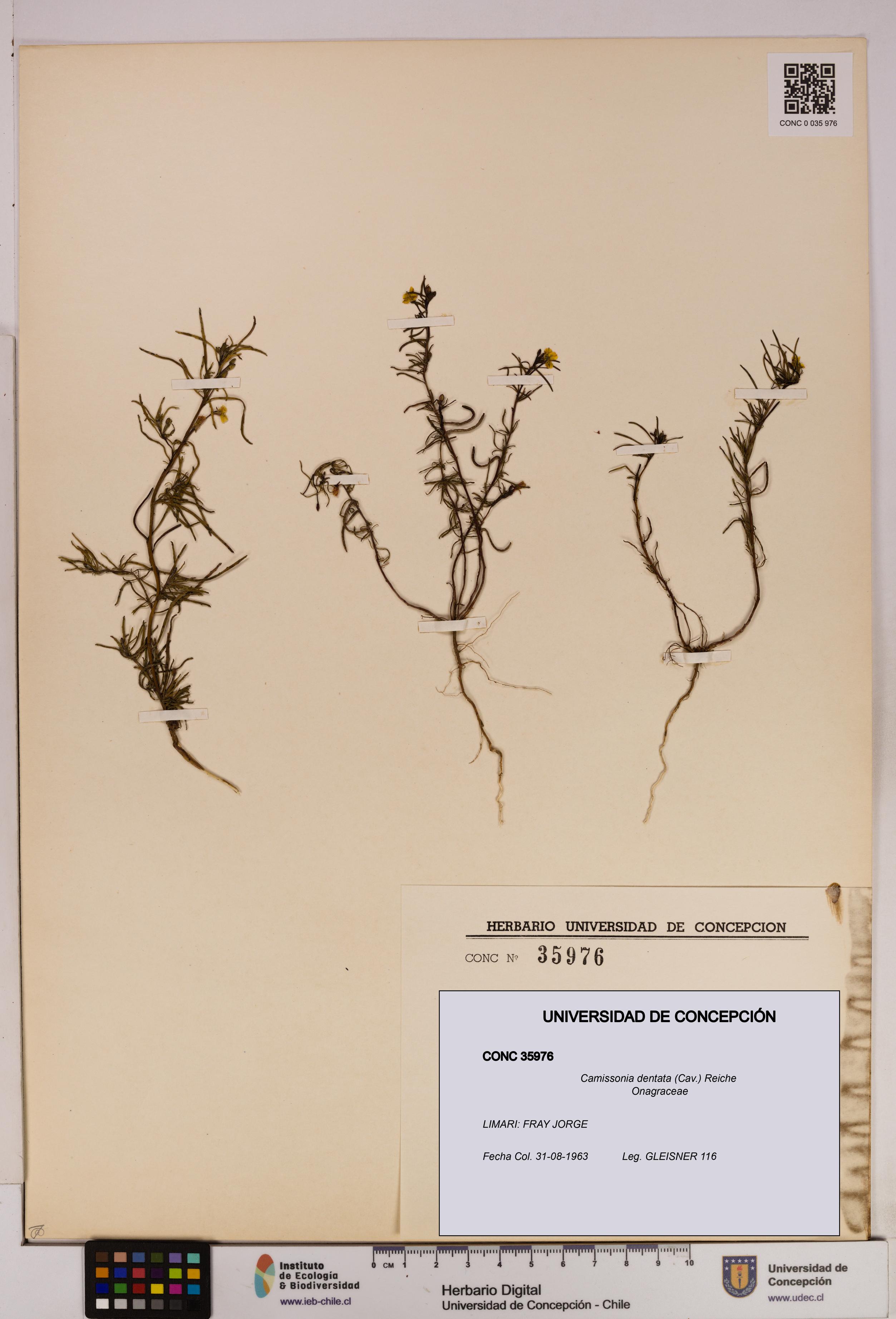 Camissonia dentata [Espécimen: UDEC:CONC:0035976]