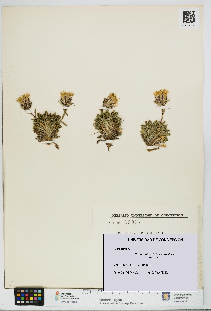 Perezia pilifera [Espécimen: UDEC:CONC:0035977]