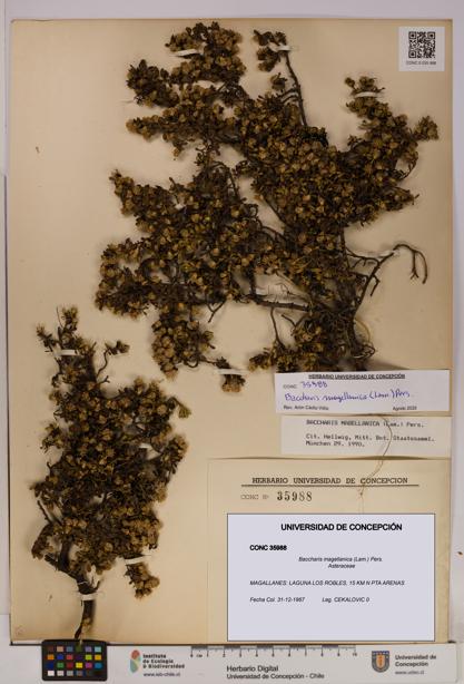 Baccharis magellanica [Espécimen: UDEC:CONC:0035988]