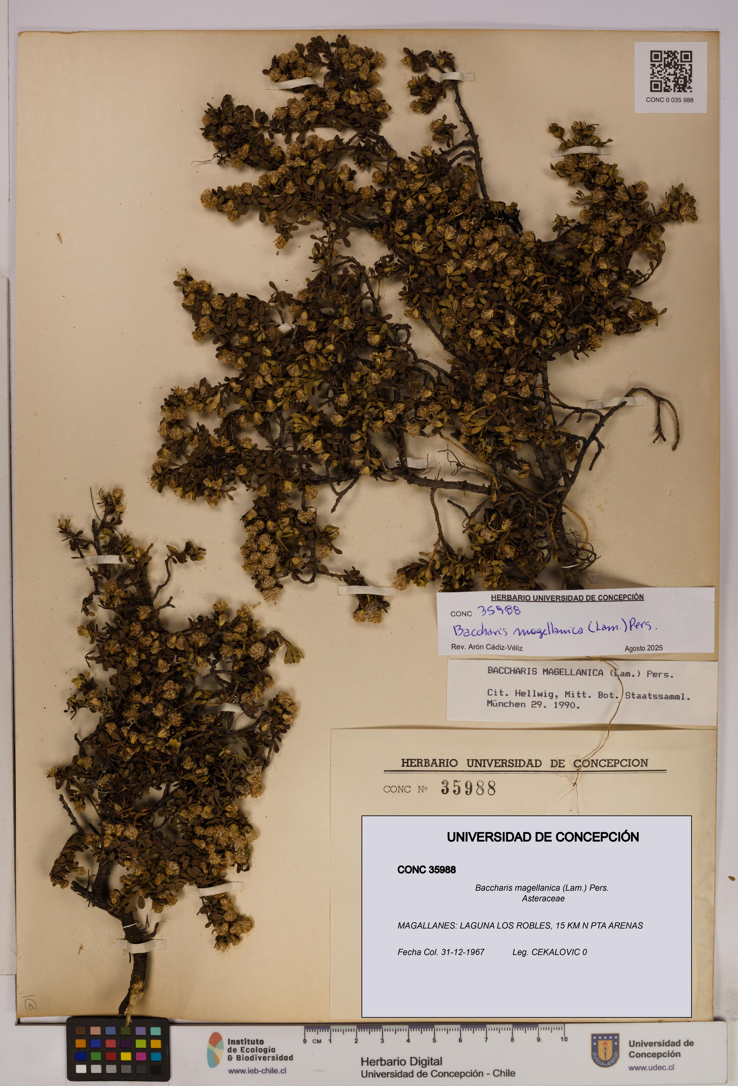 Baccharis magellanica [Espécimen: UDEC:CONC:0035988]
