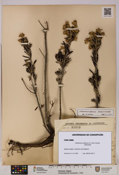 Chiliotrichum diffusum [Espécimen: UDEC:CONC:0035989]