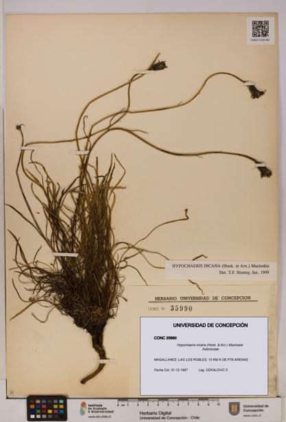 Hypochaeris incana [Espécimen: UDEC:CONC:0035990]