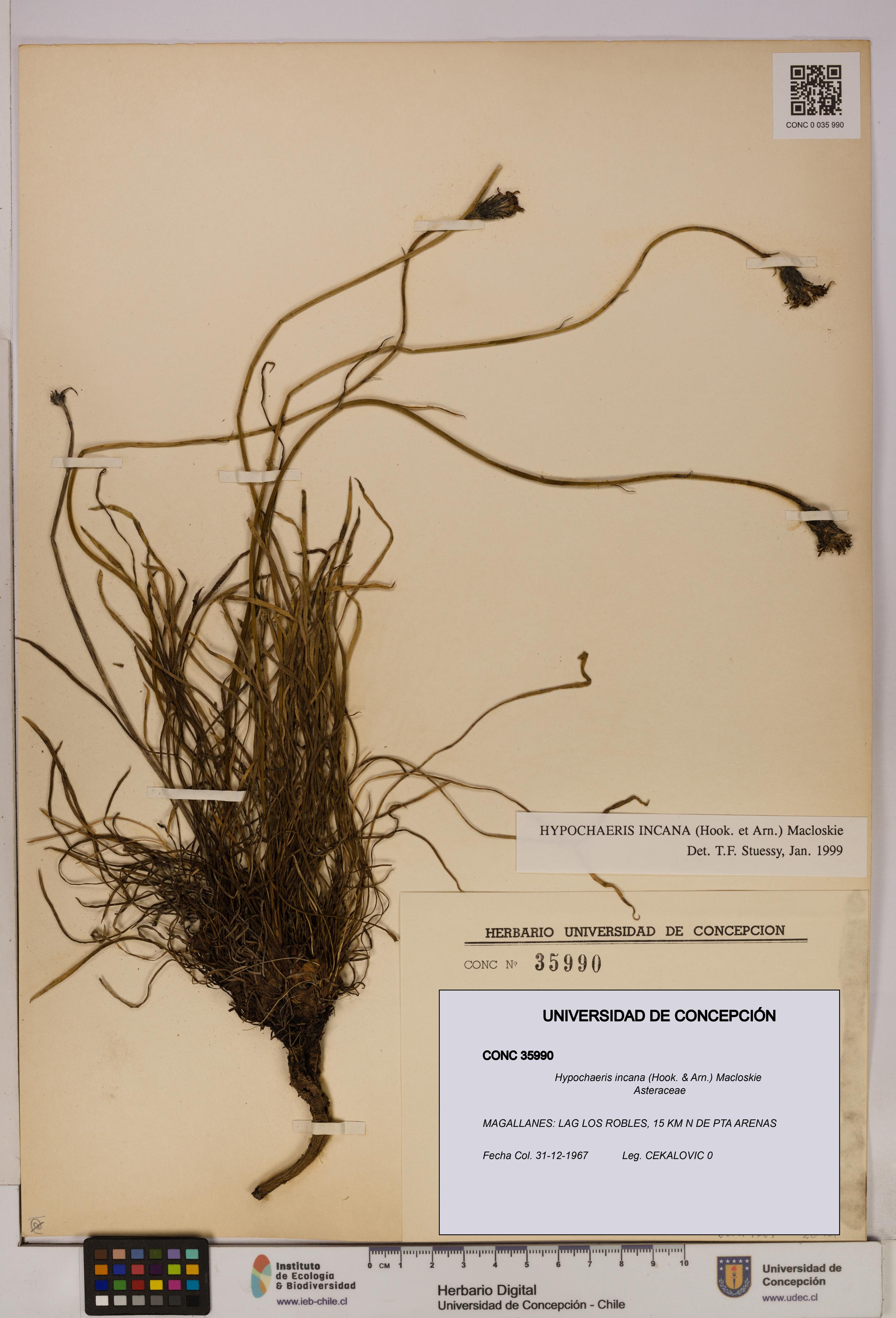Hypochaeris incana [Espécimen: UDEC:CONC:0035990]