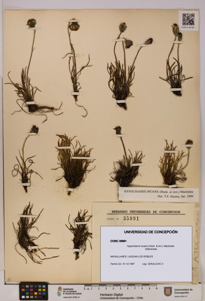 Hypochaeris incana [Espécimen: UDEC:CONC:0035991]