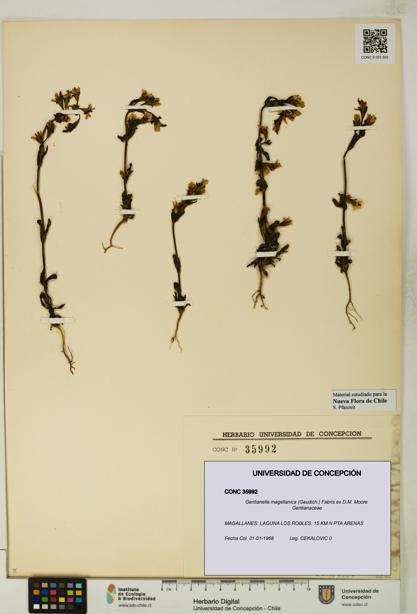 Gentianella magellanica [Espécimen: UDEC:CONC:0035992]