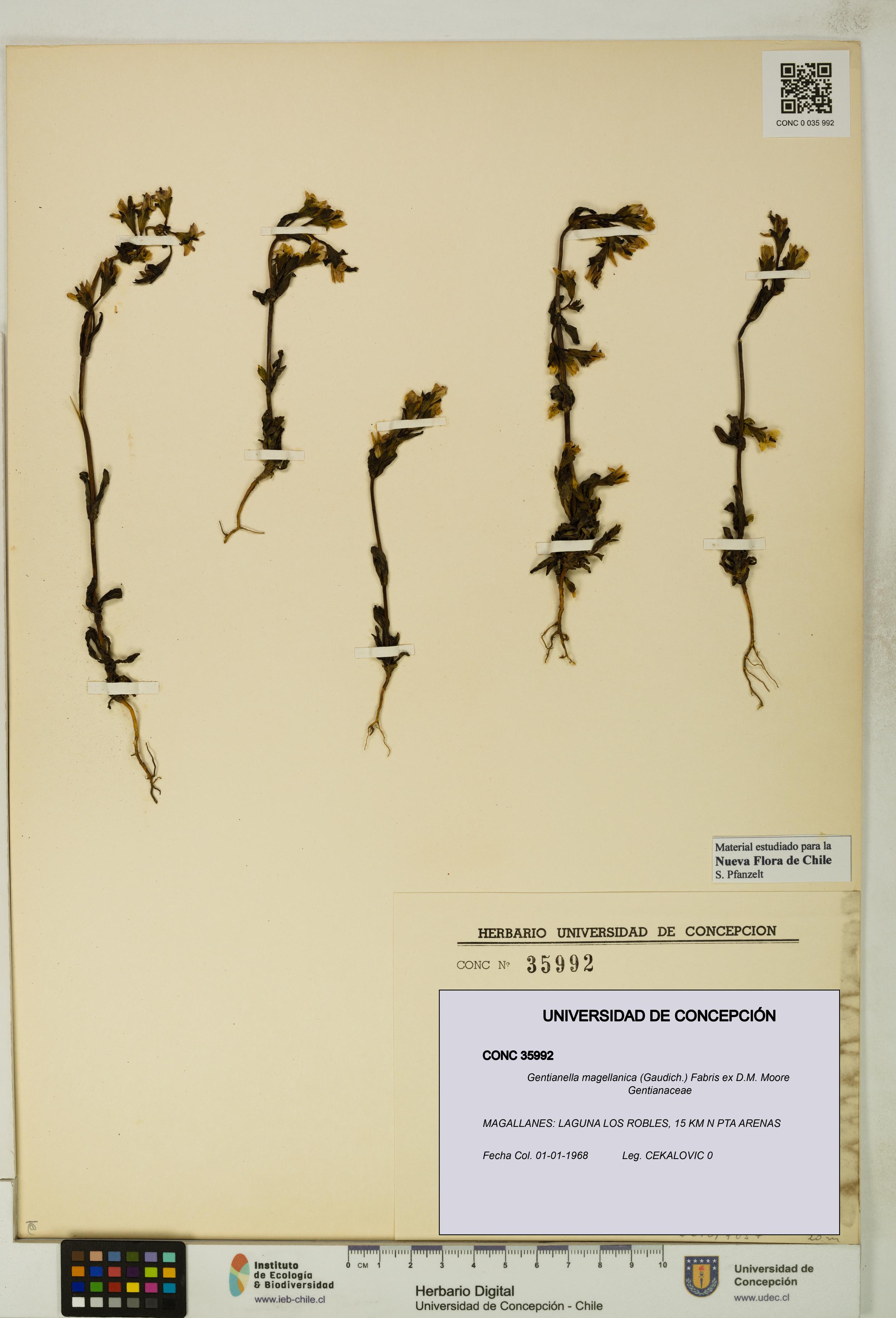 Gentianella magellanica [Espécimen: UDEC:CONC:0035992]