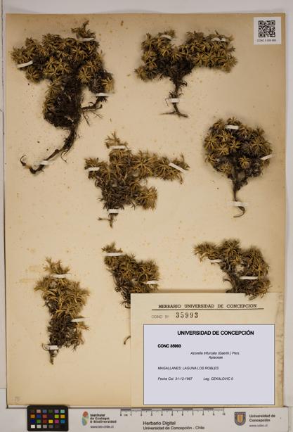 Azorella trifurcata [Espécimen: ]