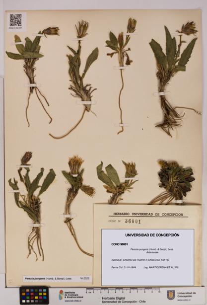 Perezia pungens [Espécimen: UDEC:CONC:0036001]