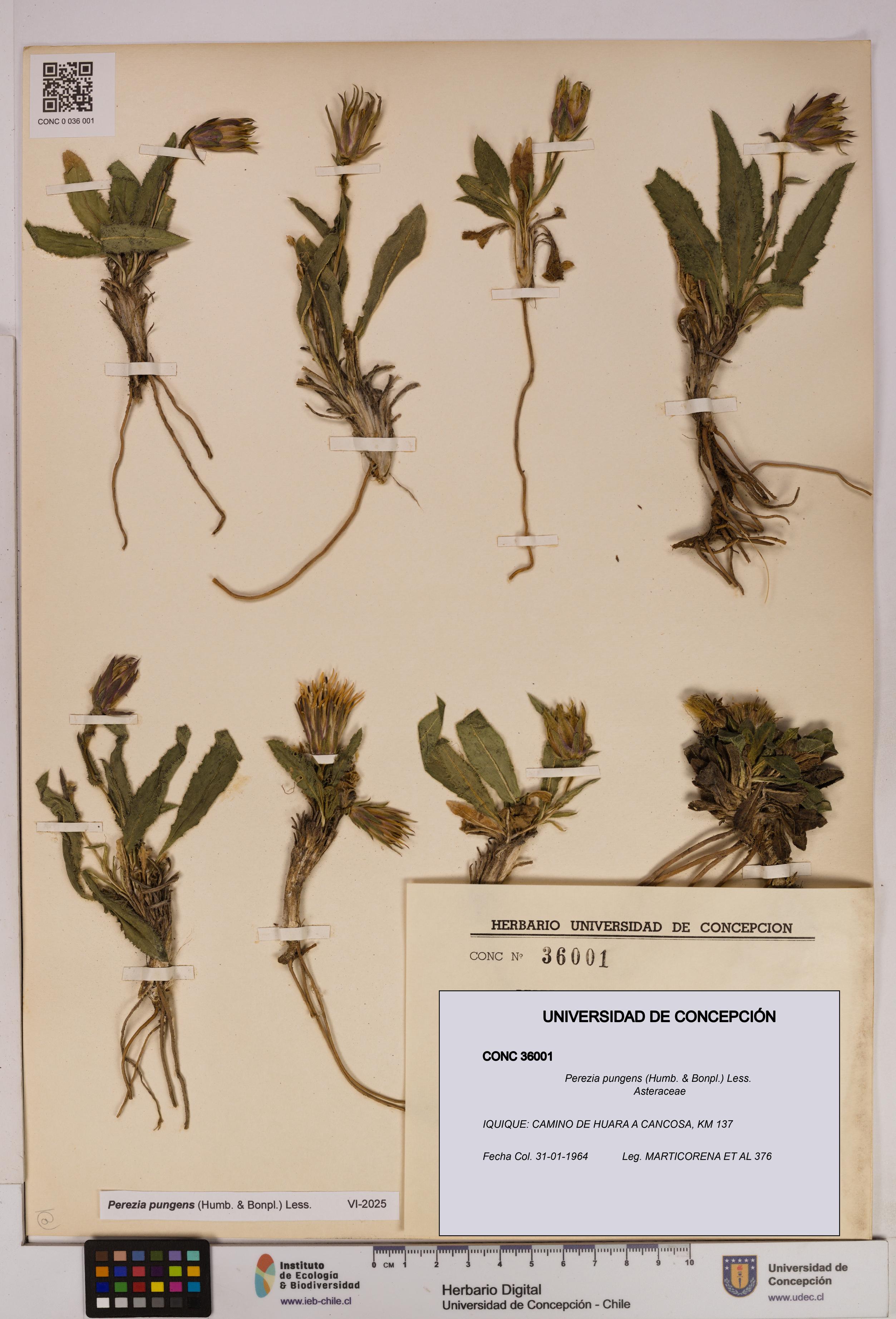 Perezia pungens [Espécimen: UDEC:CONC:0036001]