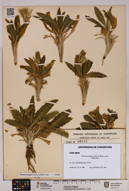 Perezia pungens [Espécimen: UDEC:CONC:0036002]