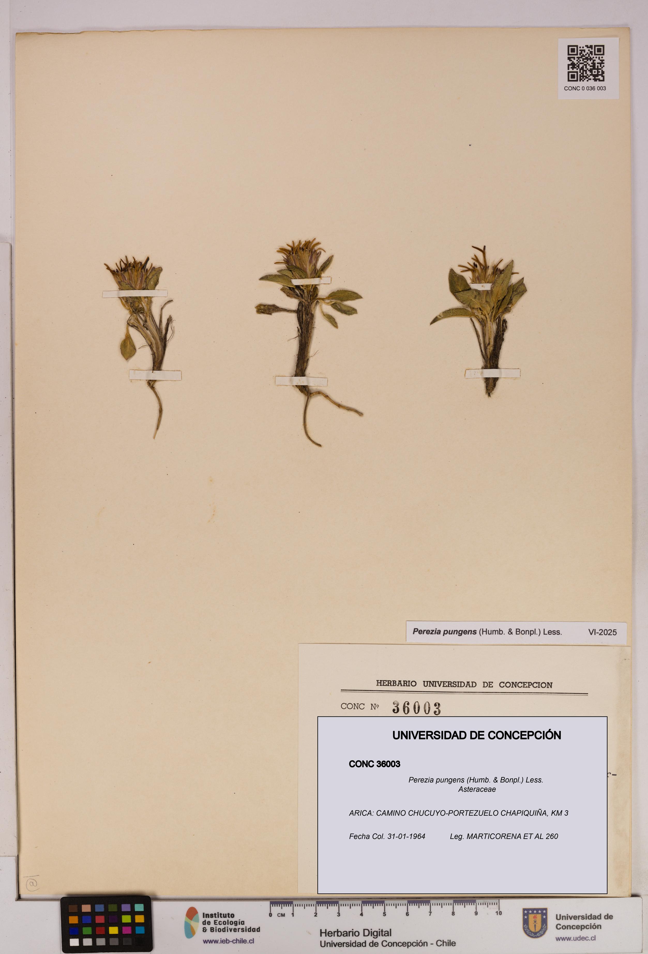 Perezia pungens [Espécimen: UDEC:CONC:0036003]