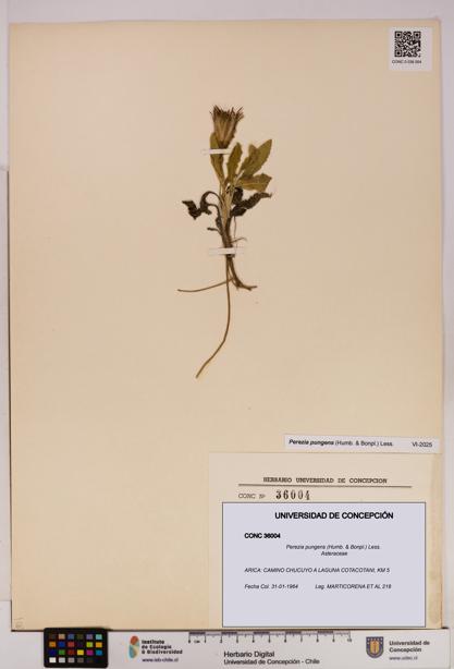 Perezia pungens [Espécimen: UDEC:CONC:0036004]
