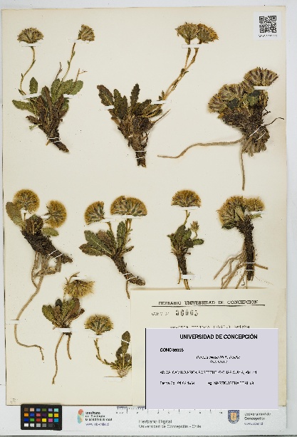 Perezia ciliosa [Espécimen: UDEC:CONC:0036005]