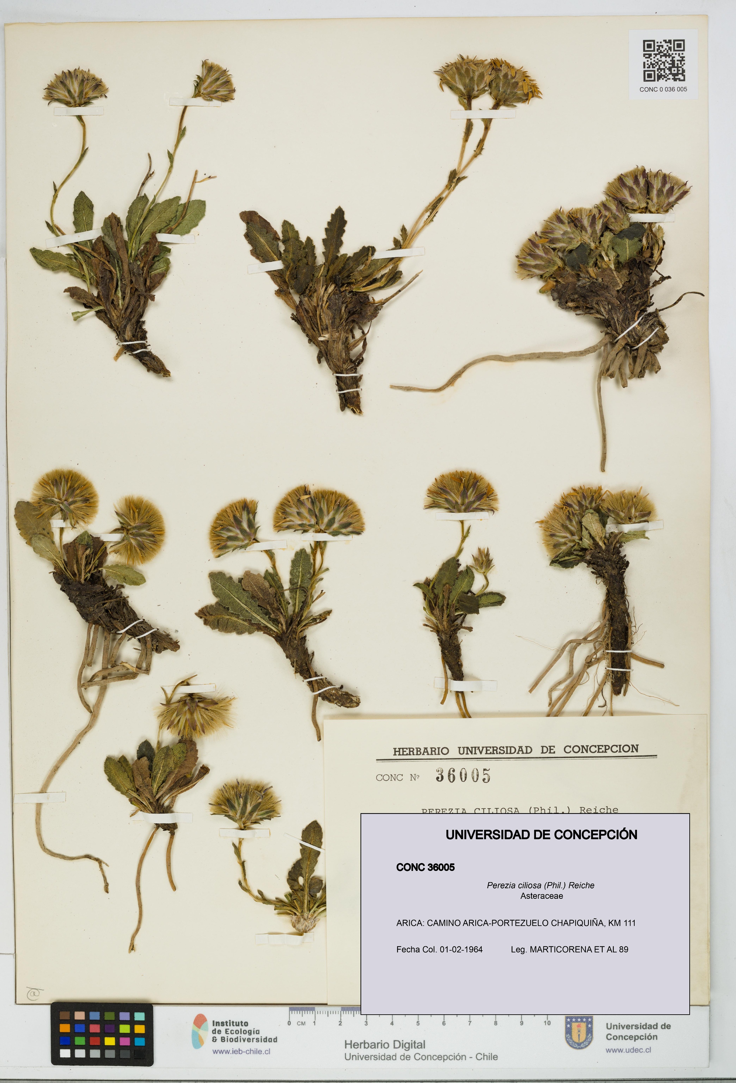 Perezia ciliosa [Espécimen: UDEC:CONC:0036005]