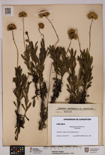 Haplopappus pulchellus [Espécimen: UDEC:CONC:0036018]
