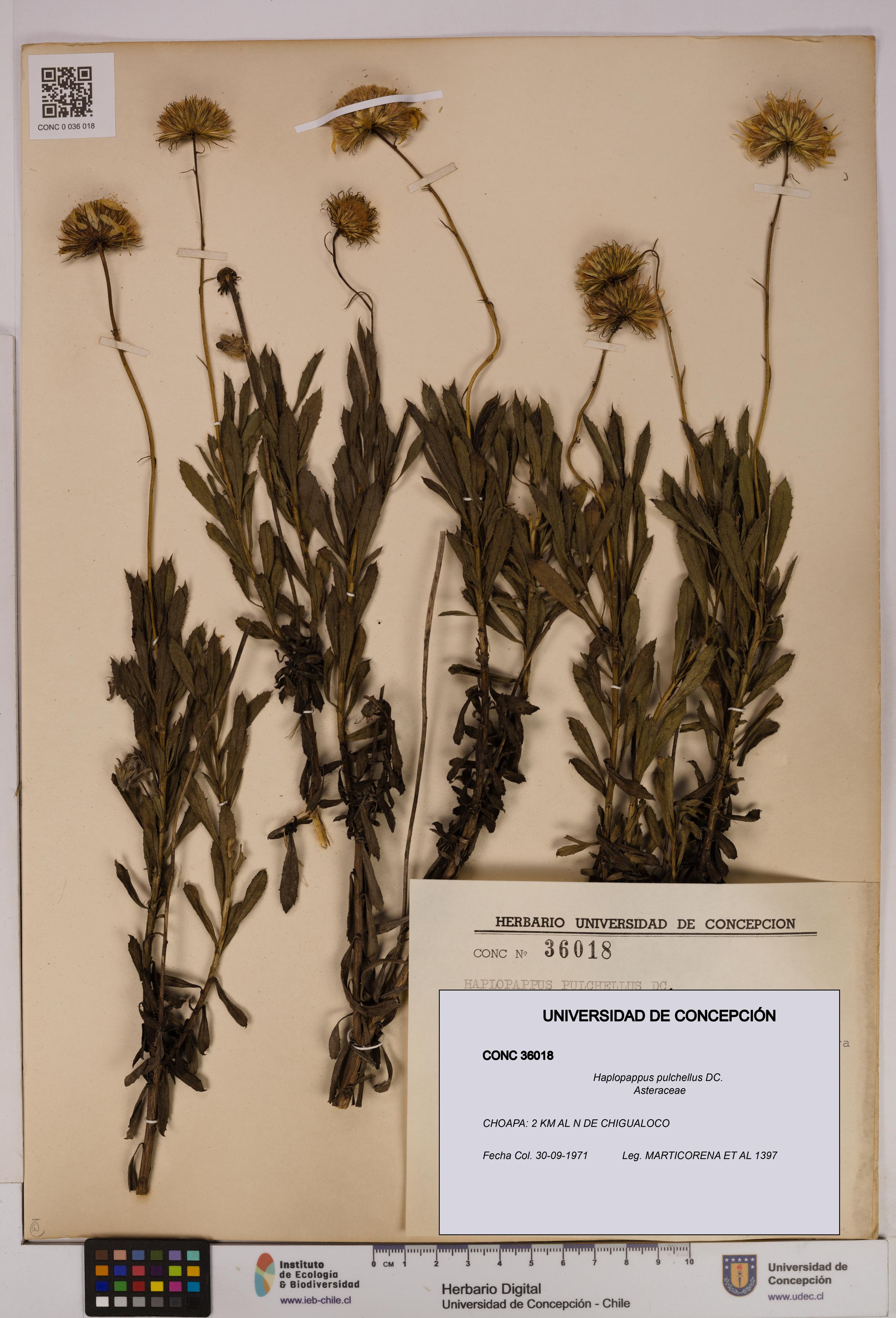 Haplopappus pulchellus [Espécimen: UDEC:CONC:0036018]