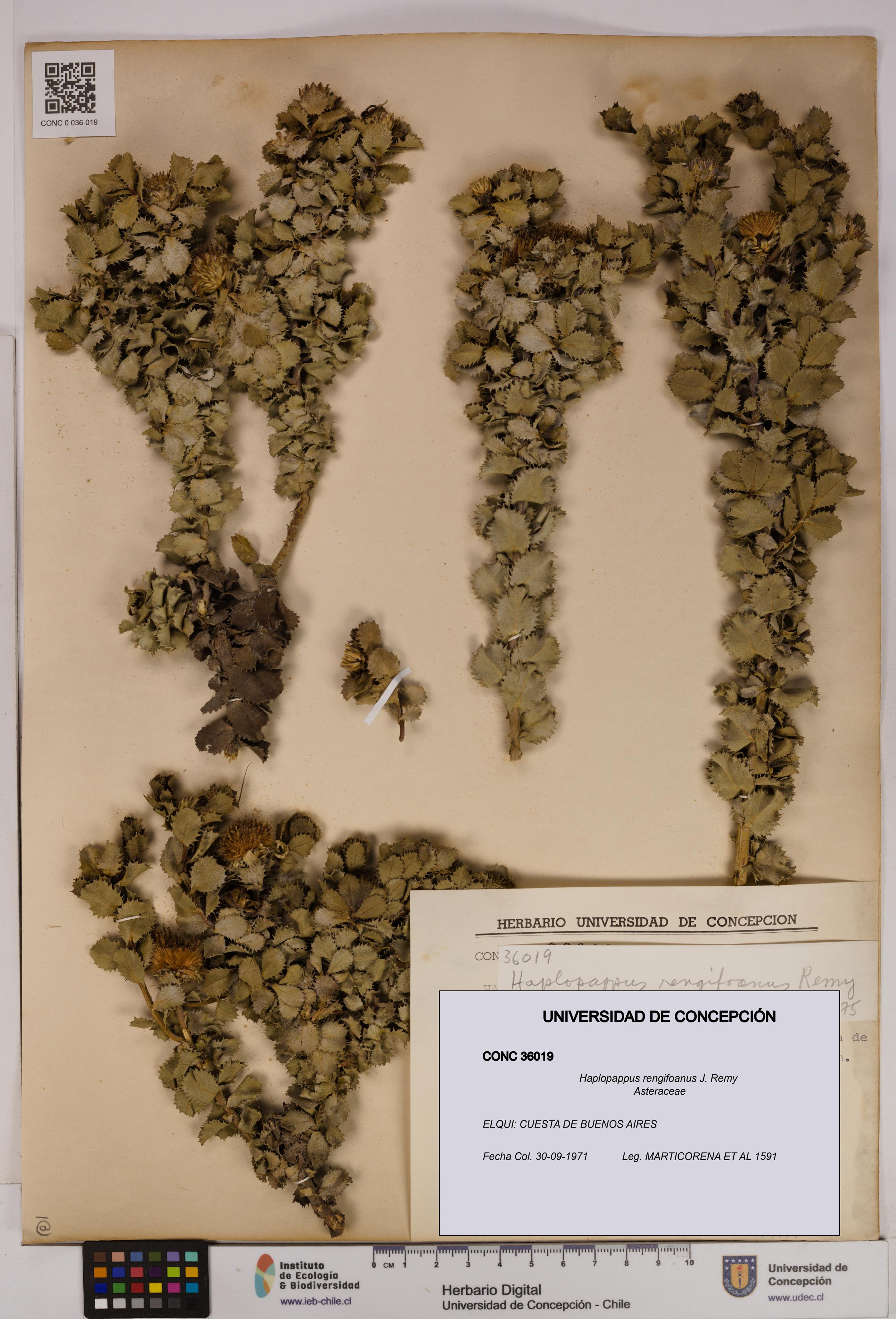 Haplopappus rengifoanus [Espécimen: UDEC:CONC:0036019]