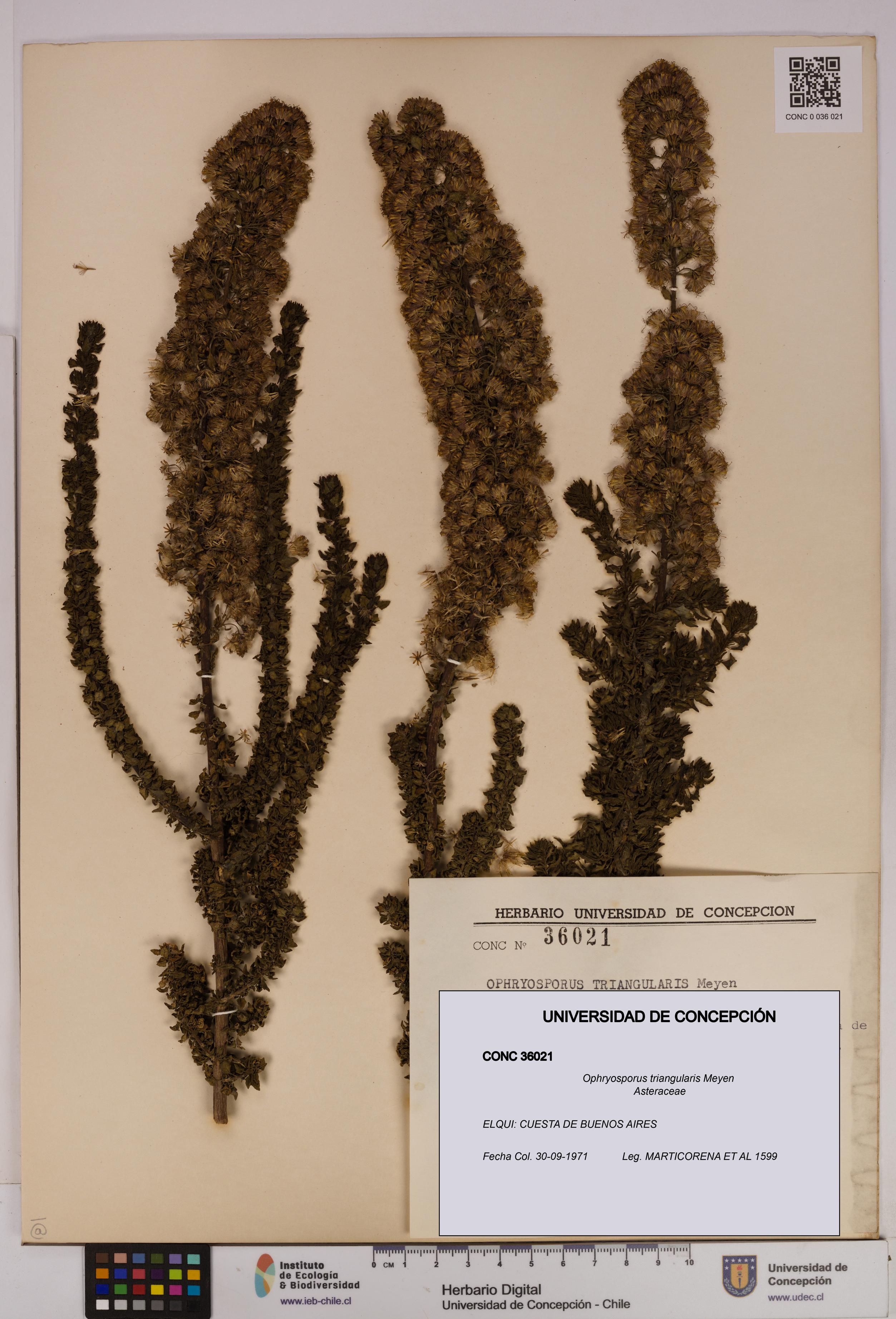 Ophryosporus triangularis [Espécimen: UDEC:CONC:0036021]