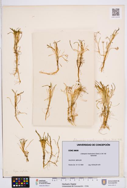 Lilaeopsis macloviana [Espécimen: ]