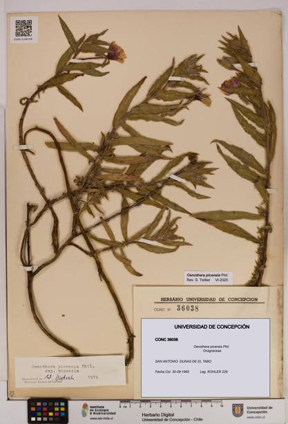 Oenothera picensis [Espécimen: UDEC:CONC:0036038]