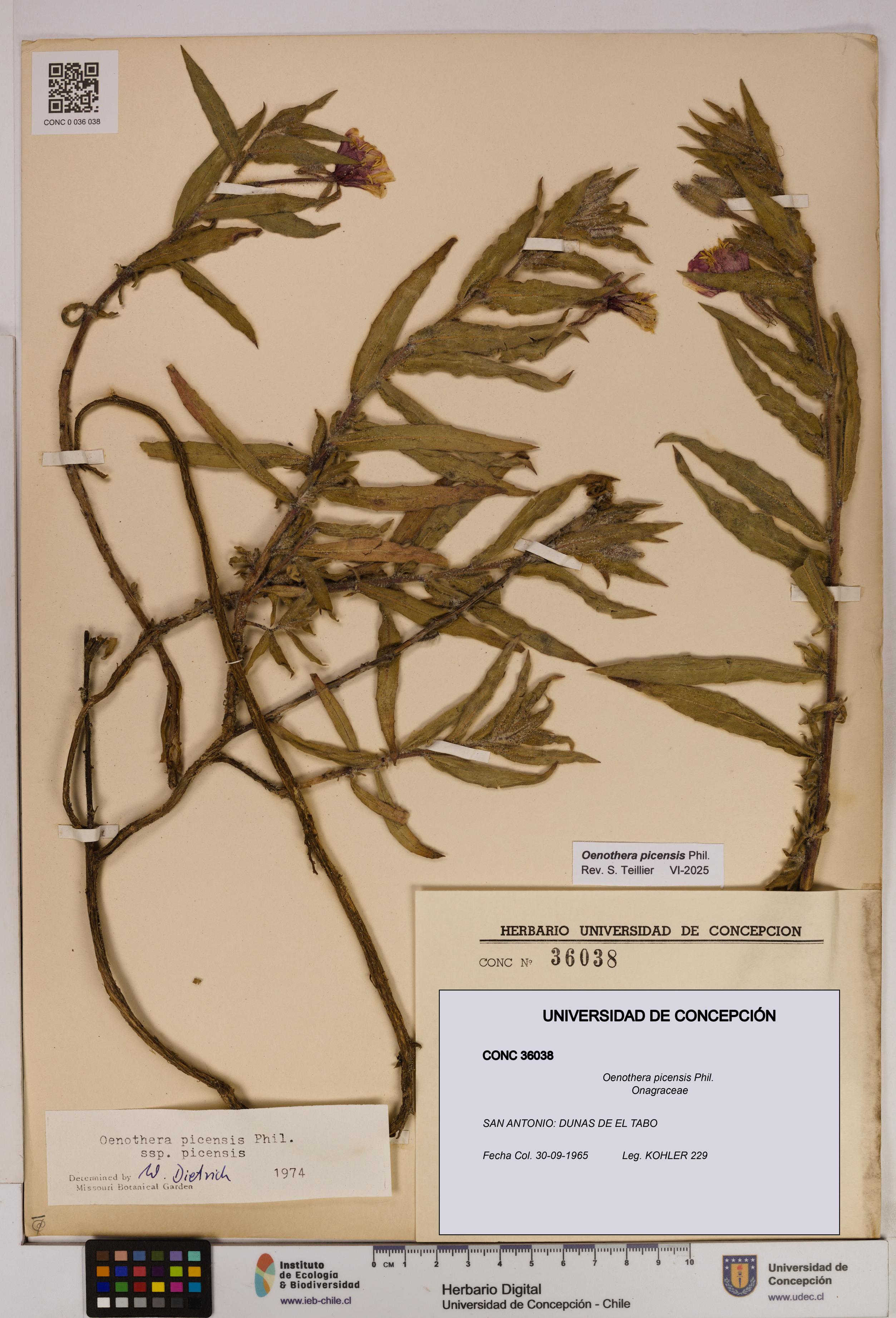 Oenothera picensis [Espécimen: UDEC:CONC:0036038]