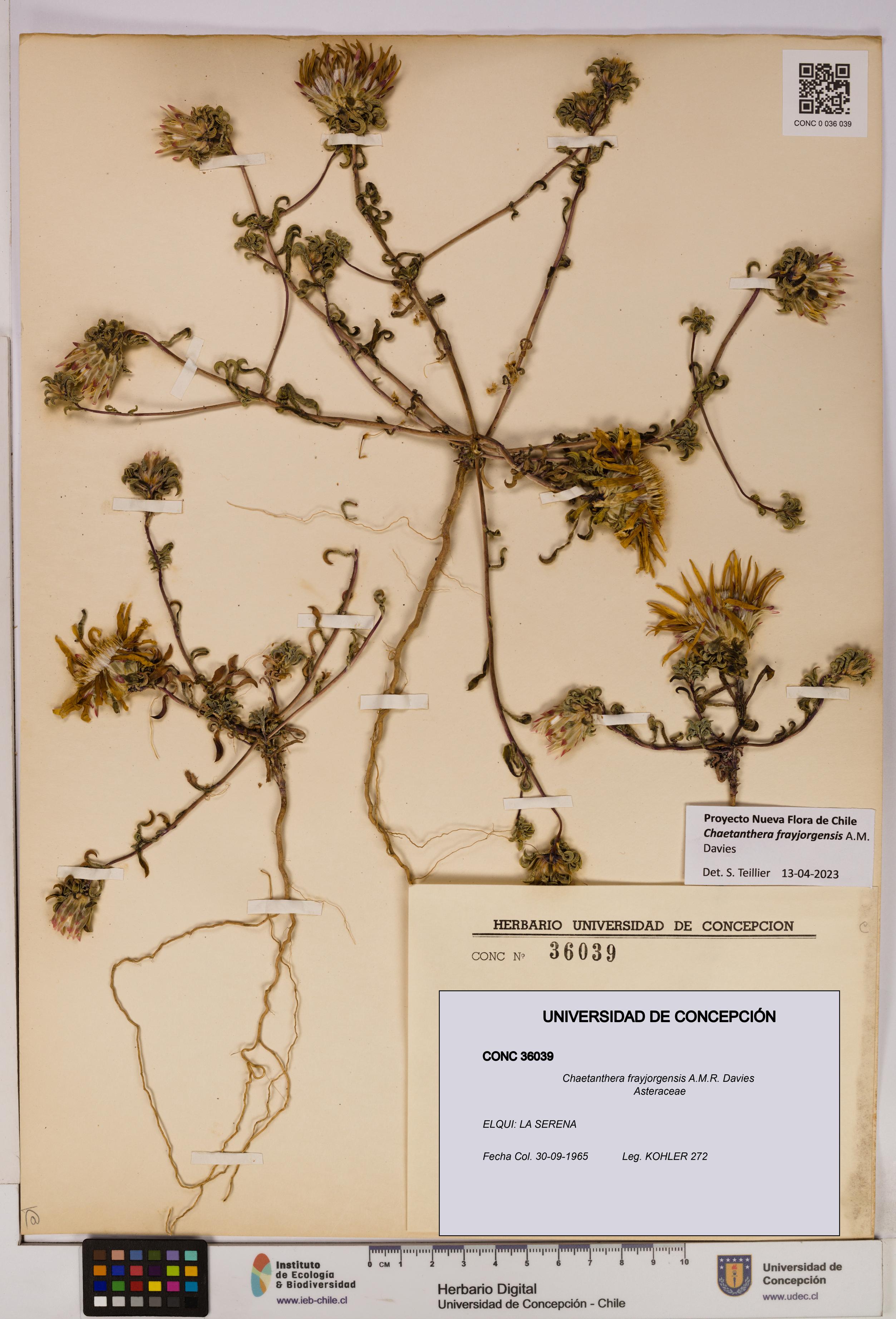 Chaetanthera frayjorgensis [Espécimen: UDEC:CONC:0036039]