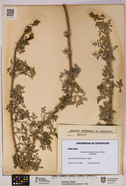 Ambrosia chamissonis [Espécimen: UDEC:CONC:0036047]