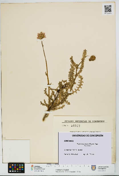 Polyachyrus fuscus [Espécimen: UDEC:CONC:0036052]