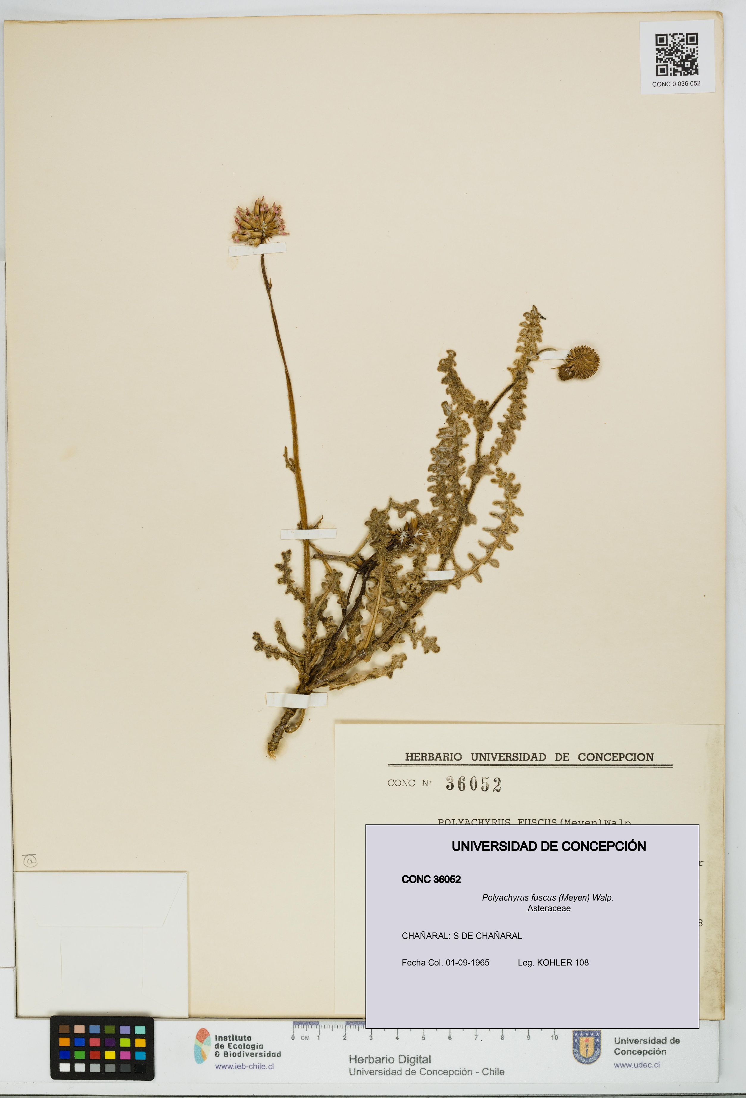 Polyachyrus fuscus [Espécimen: UDEC:CONC:0036052]