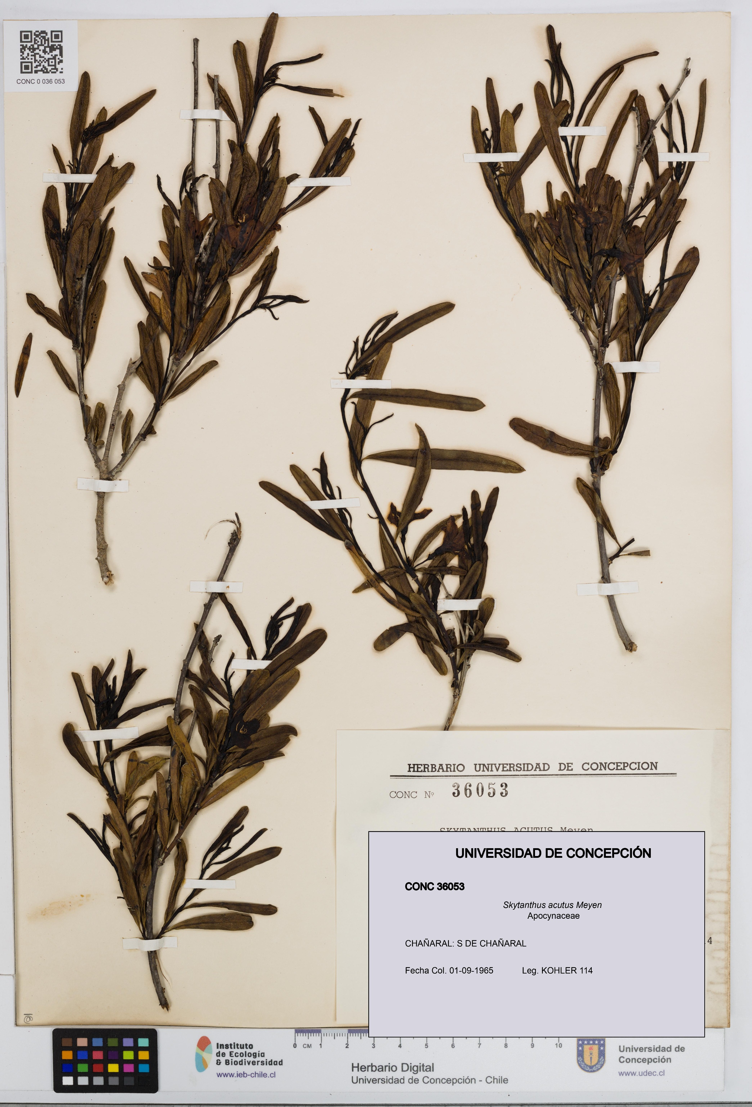 Skytanthus acutus [Espécimen: UDEC:CONC:0036053]