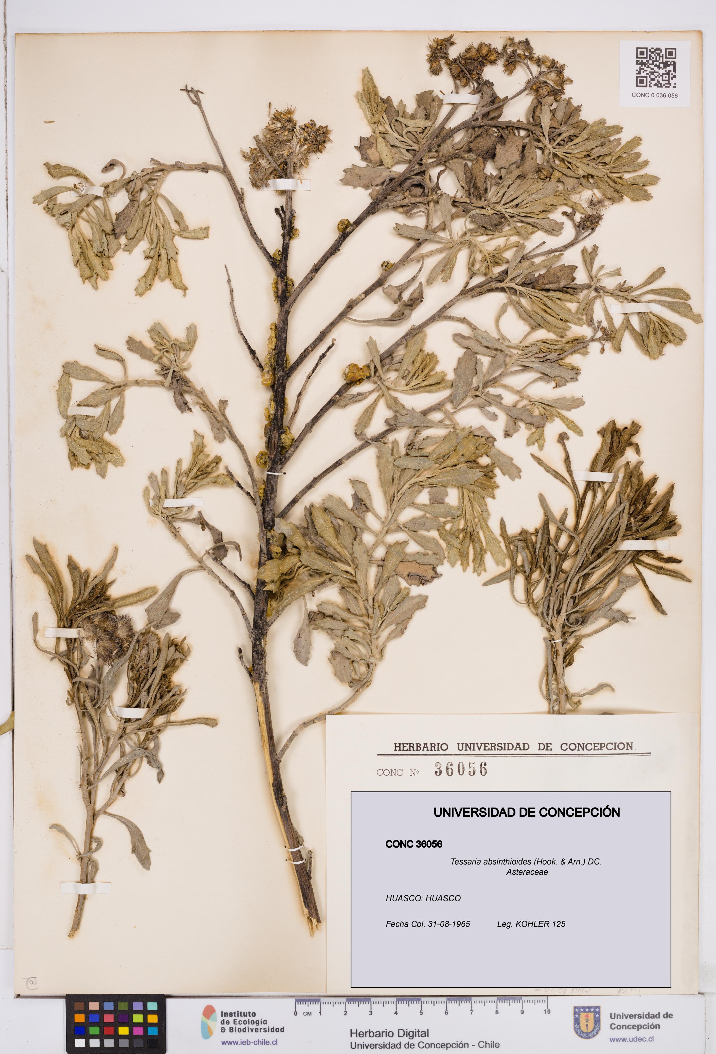 Tessaria absinthioides [Espécimen: ]