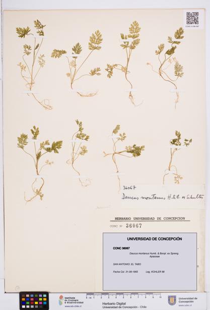 Daucus montanus [Espécimen: ]