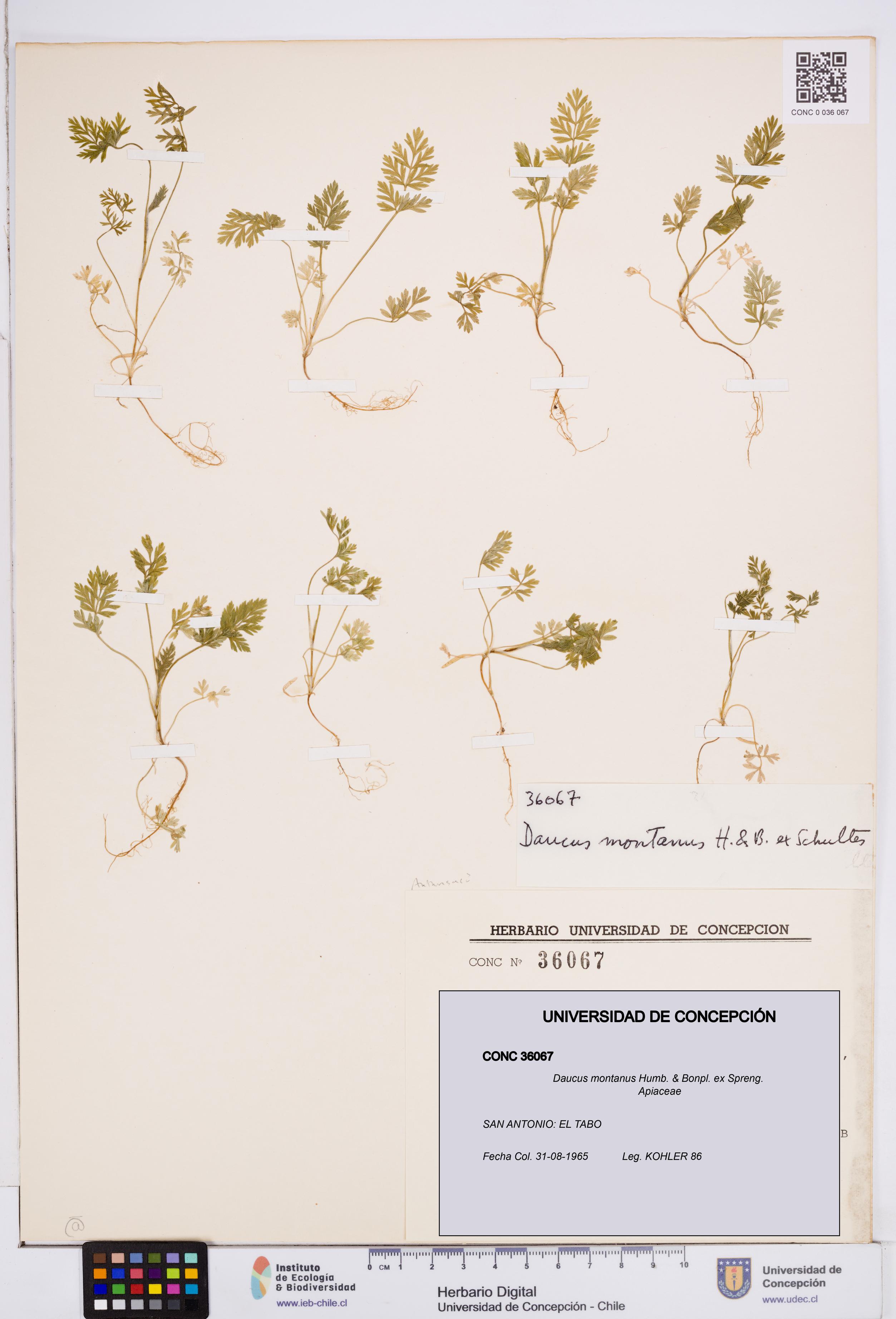 Daucus montanus [Espécimen: ]