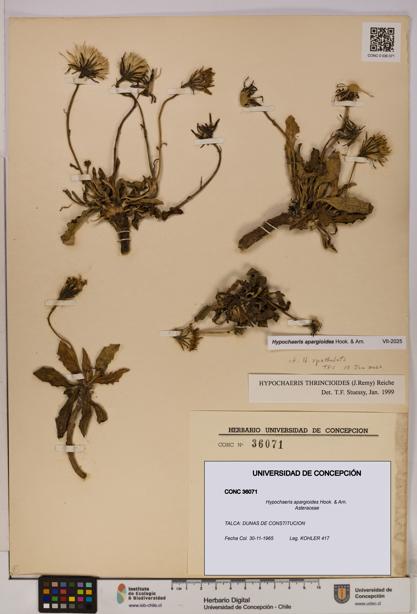 Hypochaeris apargioides [Espécimen: UDEC:CONC:0036071]