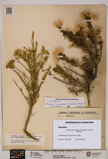 Baccharis pycnocephala [Espécimen: UDEC:CONC:0036074]