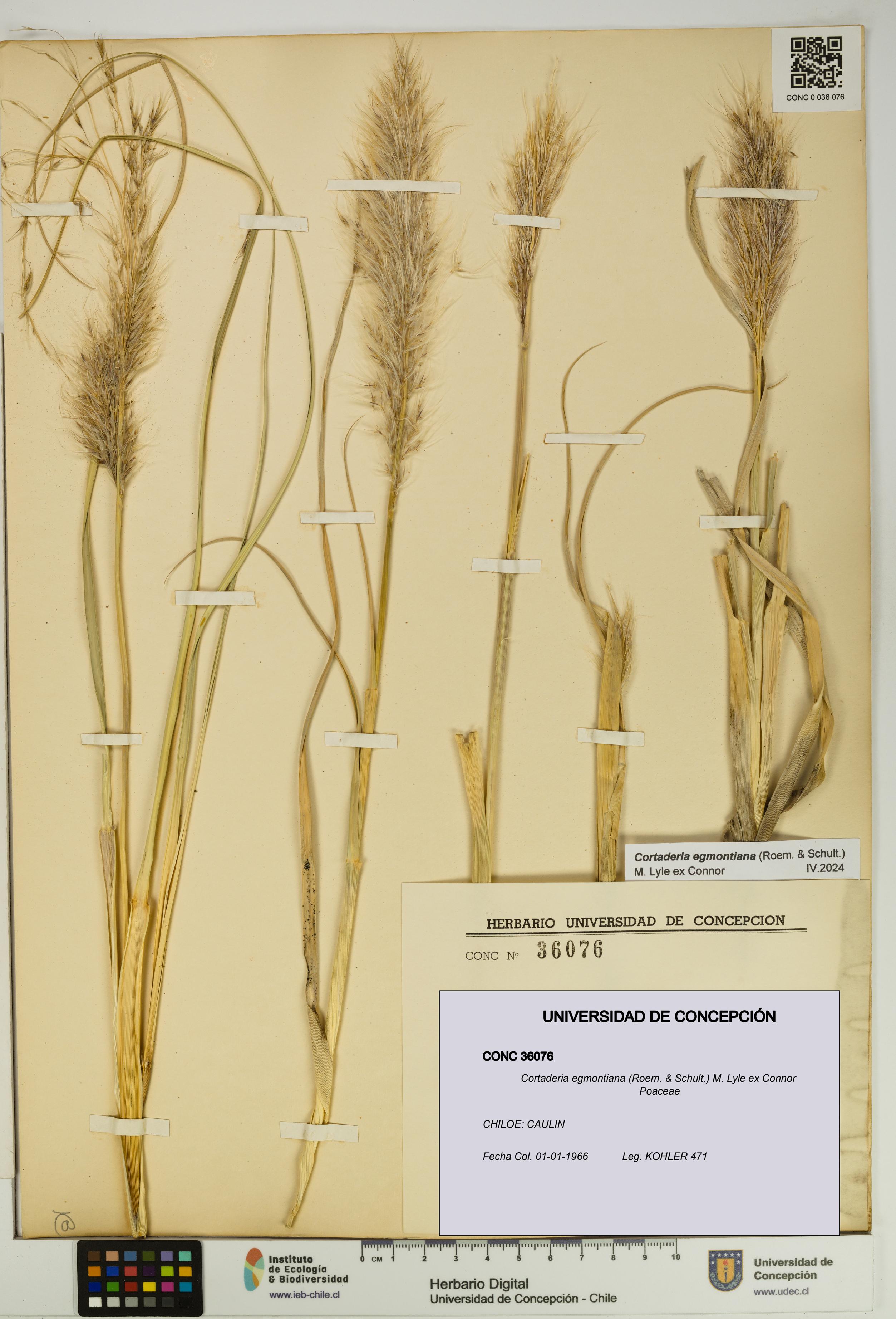 Cortaderia egmontiana [Espécimen: UDEC:CONC:0036076]