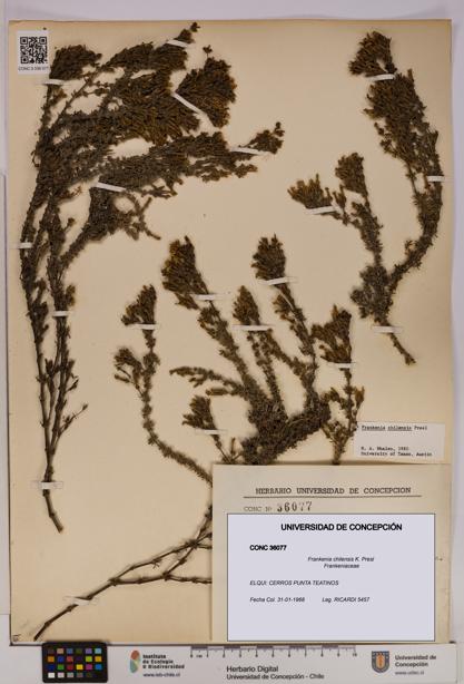 Frankenia chilensis [Espécimen: UDEC:CONC:0036077]